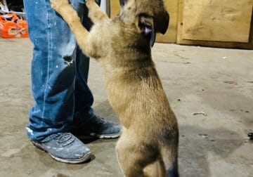German Shepherd/Belgian Shepherd Puppies