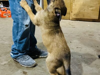 German Shepherd/Belgian Shepherd Puppies