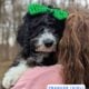 Bernedoodle Puppies (F1b)
