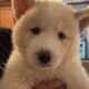 Akc registered Siberian husky puppies