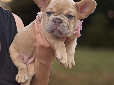 ADORABLE GIRLL