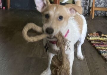 Puppy needs new forever home