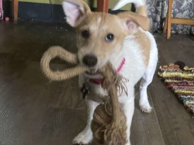 Puppy needs new forever home