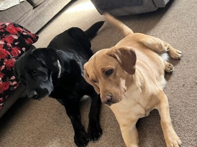 Lab puppies for sale