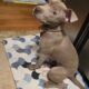 Female Pitbull 5 months old