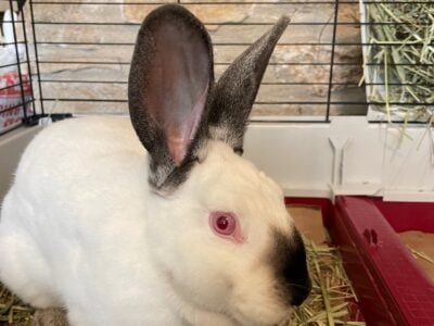 Californian Bunny Rabbit