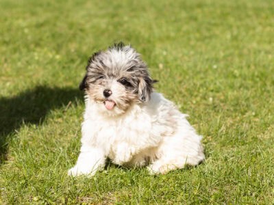 Mini Aussiedoodle female puppy in Indiana (Jewel)