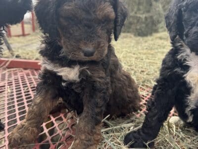Goldendoodle