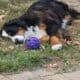 Adorable Bernese Mountain Puppies