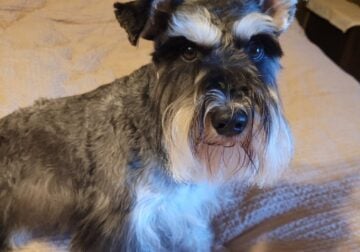CKC Male Miniature Schnauzer
