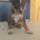 Aussie/heeler puppies