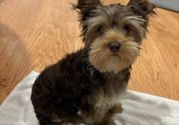 Male Chocolate/Tan Yorkie Puppy