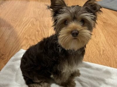 Male Chocolate/Tan Yorkie Puppy