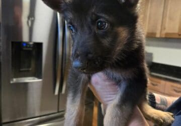 8 week old pups