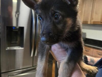 8 week old pups