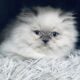 Persian kittens