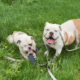 Olde English Bulldogge Puppies Due June 3 – Waitli