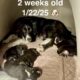 2 Border Collies