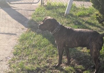 “Elite Cane Corso – Strong, Loyal, and Family-Read