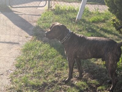 “Elite Cane Corso – Strong, Loyal, and Family-Read
