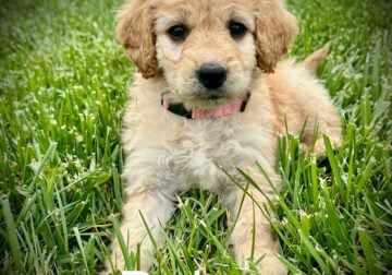 “Daisy” Female Goldendoodle