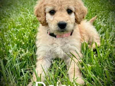 “Daisy” Female Goldendoodle