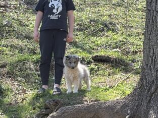 Shetland sheep dog (shelties) AKC