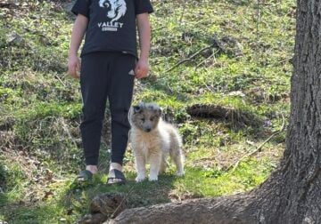 Shetland sheep dog (shelties) AKC
