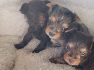Chocolate sable female