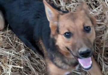German shepherd mix female