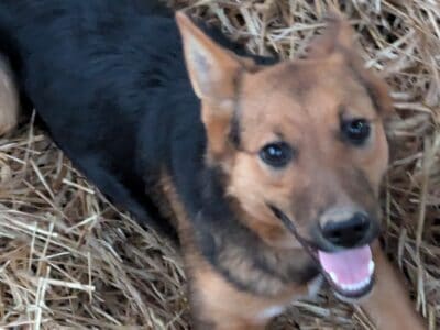 German shepherd mix female