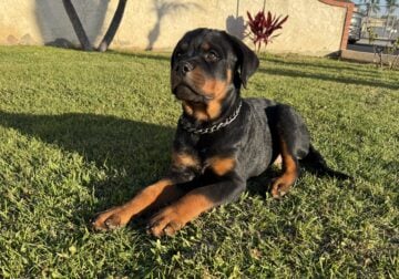 Rottweiler-Females