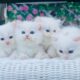 Registered Kittens: Ragdoll & Ragamuffin