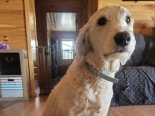Dog to Rehome