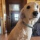 Dog to Rehome