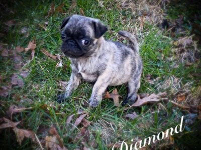 Pug lovers