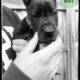 Sage The Great Dane