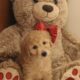 Mini Goldendoodle LAKELAND FL