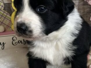 Australian Shepherd puppies