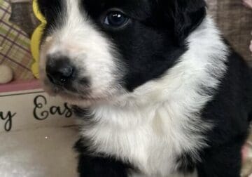 Australian Shepherd puppies