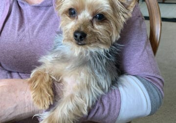 Adult Male Yorkie