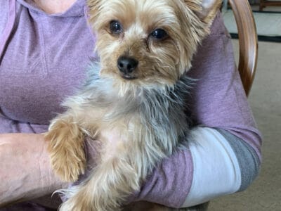 Adult Male Yorkie