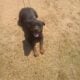 akc rottweiler