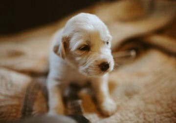 Anatolian Pyrenees puppies