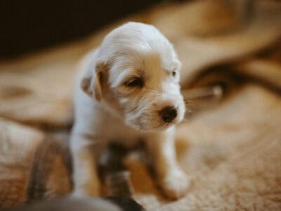 Anatolian Pyrenees puppies