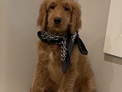 F1 Standard Goldendoodle Puppies