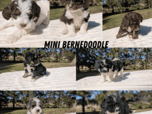 MINI BERNEDOODLE PUPS BORN FEB 09