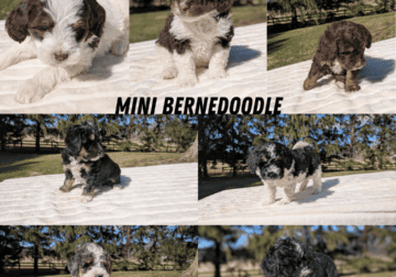 MINI BERNEDOODLE PUPS BORN FEB 09
