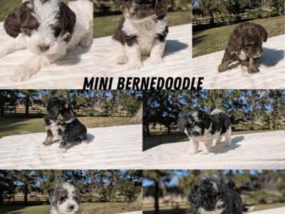 MINI BERNEDOODLE PUPS BORN FEB 09