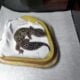 Leopard gecko available for rehoming, including ta